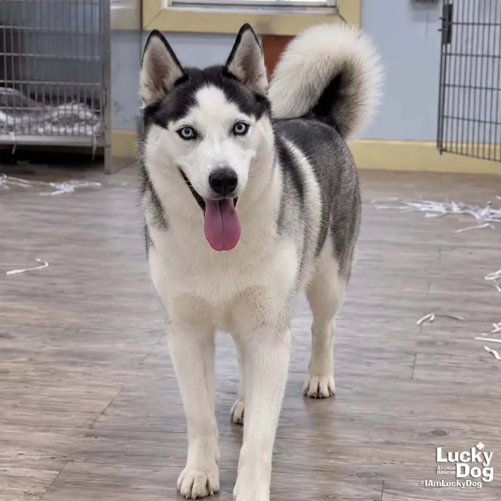 Luna