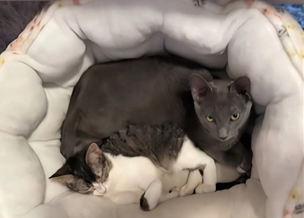 Maxie / Mila