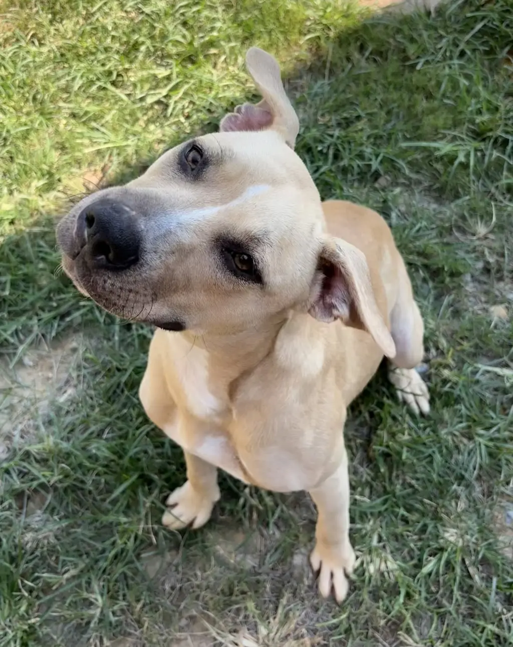 261429 Phoebe