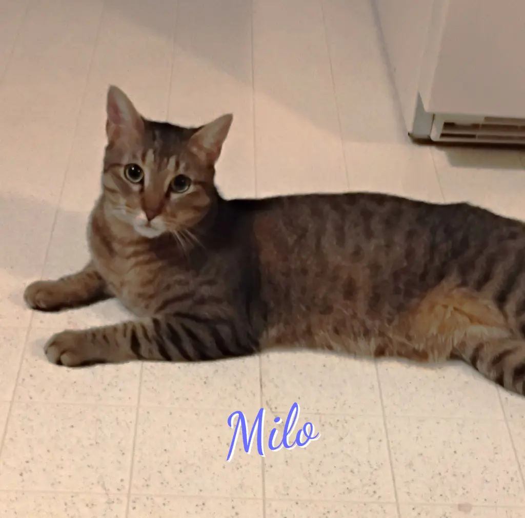 Milo #lovey-dovery