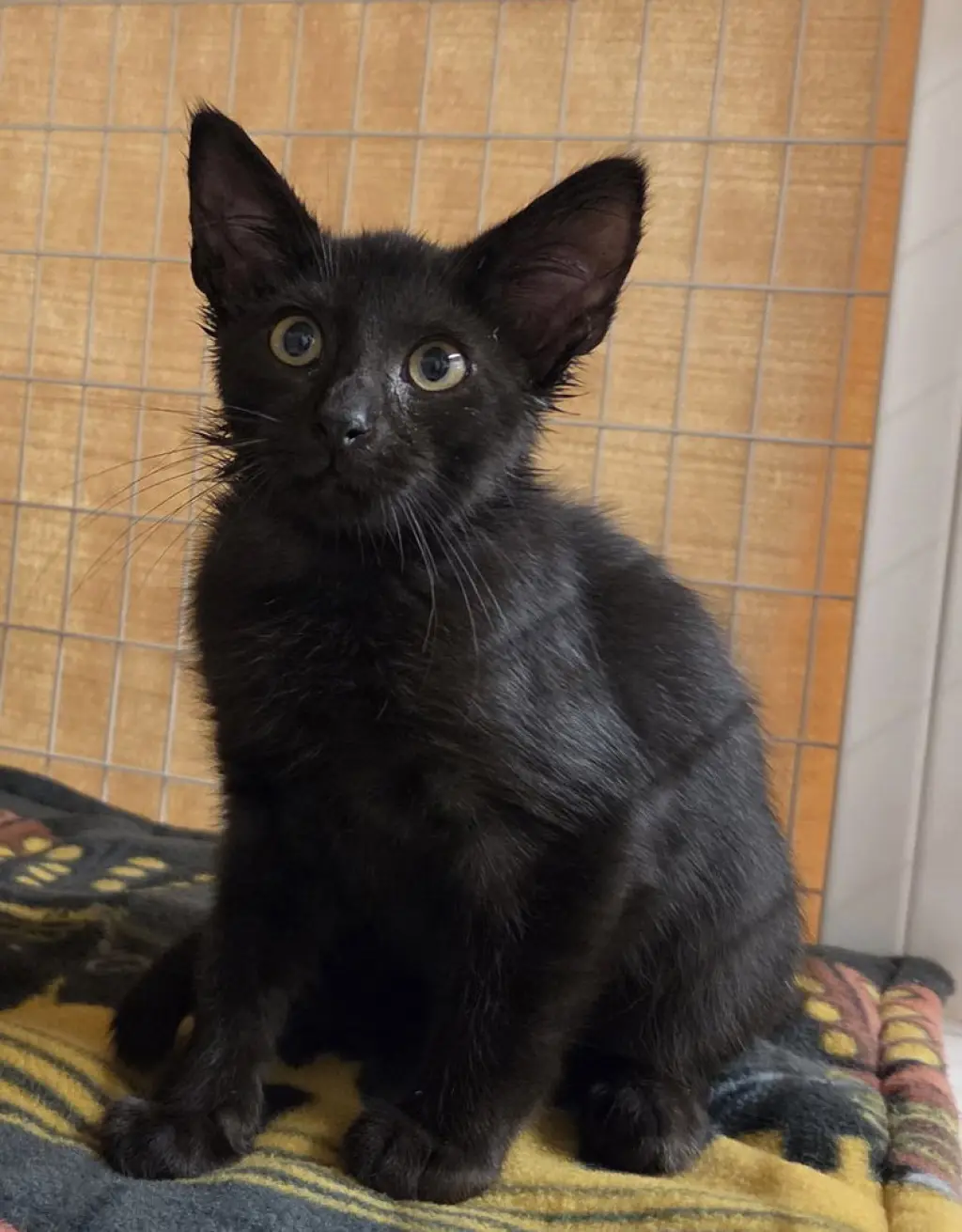 Maui (Available 10/2/26)