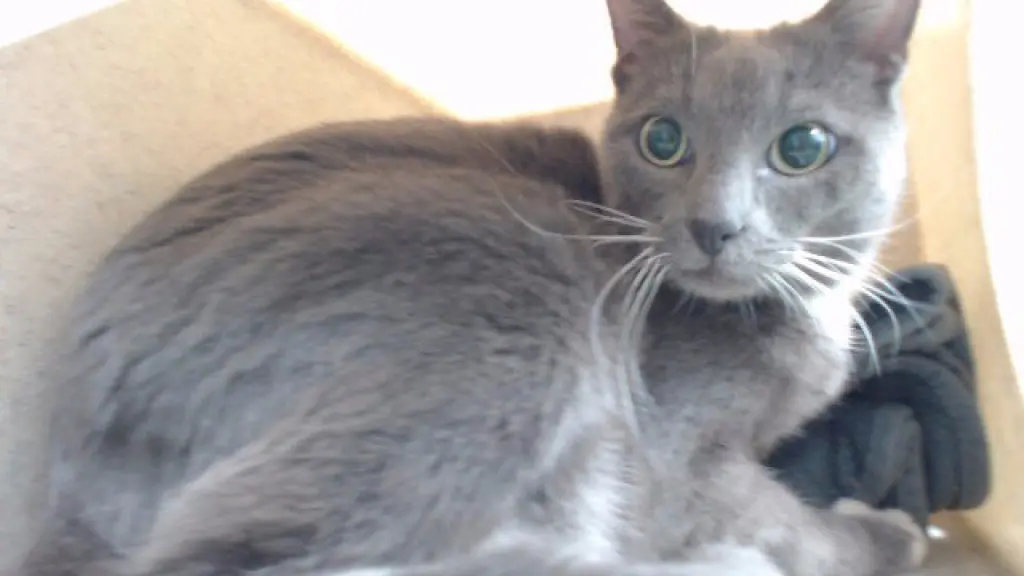 KITTY