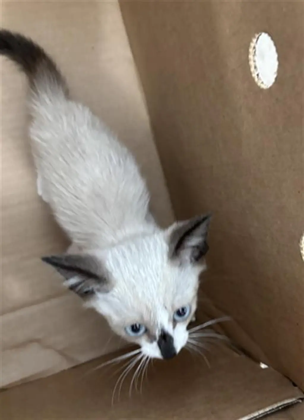 MISO