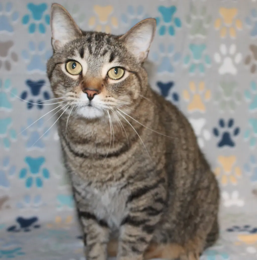 Fat Cat-PB - 44272