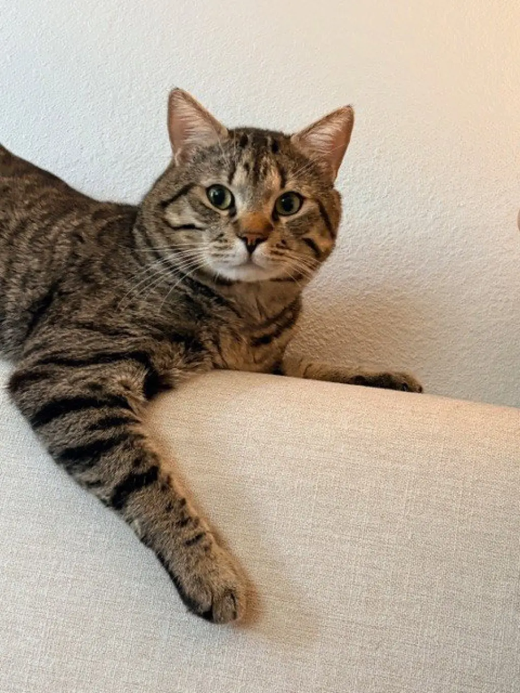 JASPURR