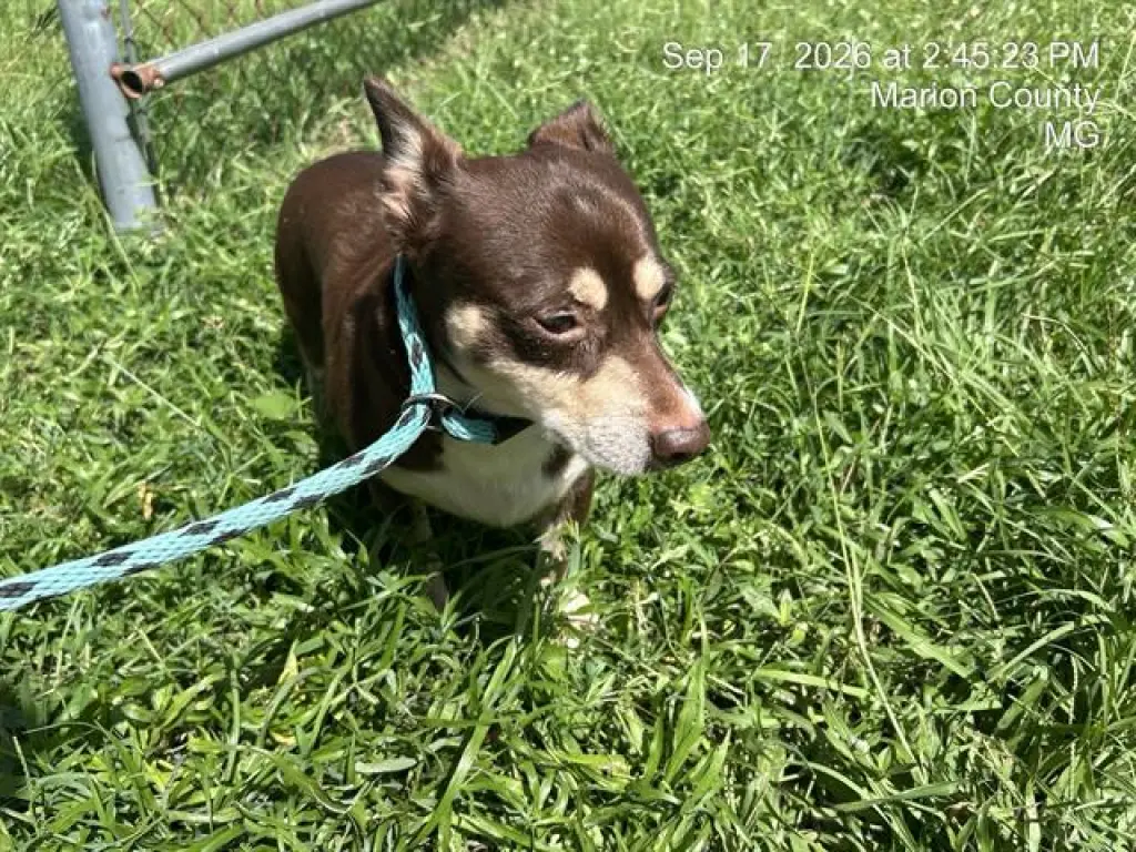 LOKI