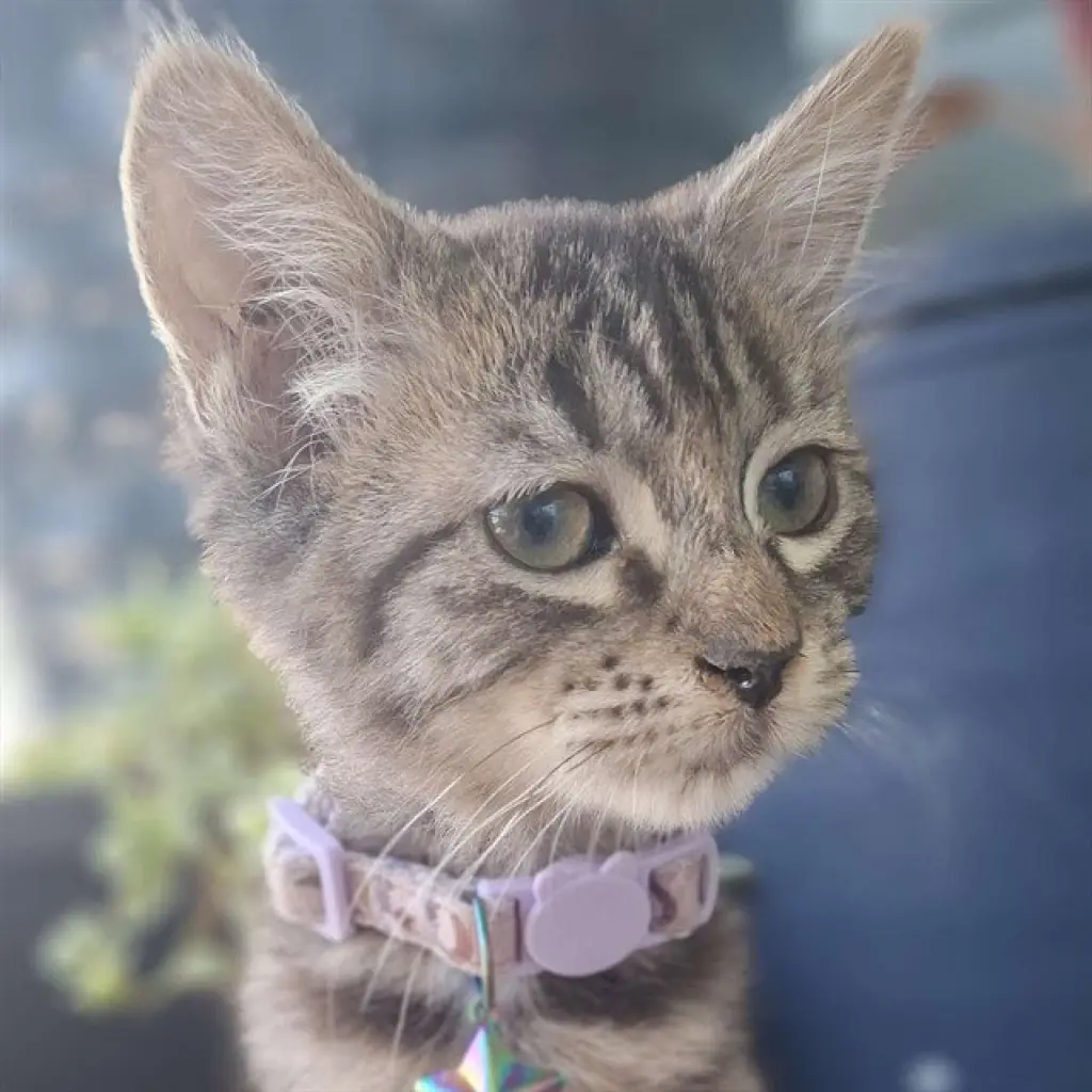 TALI