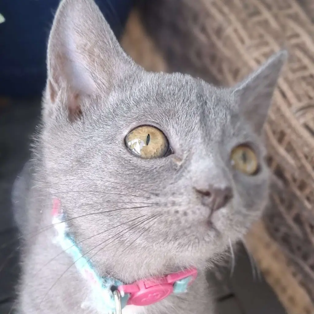 LIARA