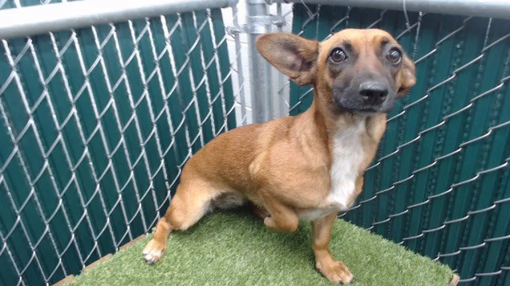 CHIQUITA