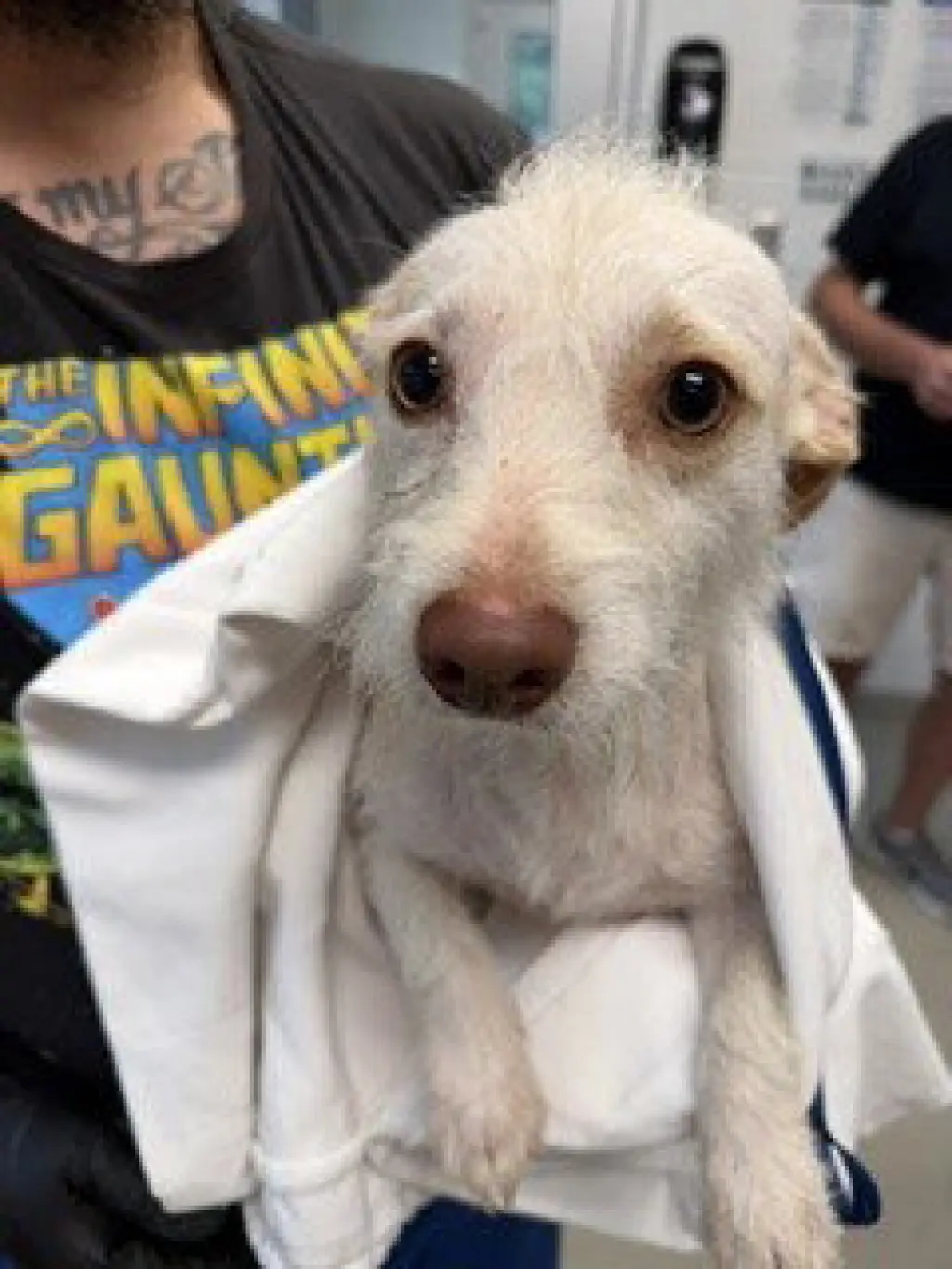 DOBBY