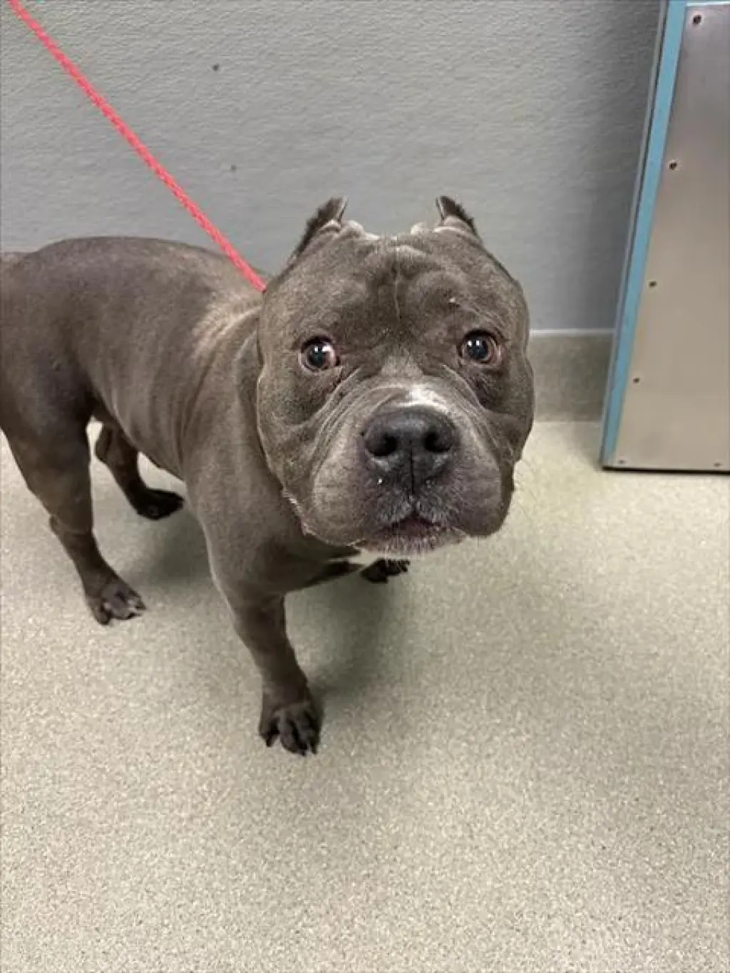 TYSON
