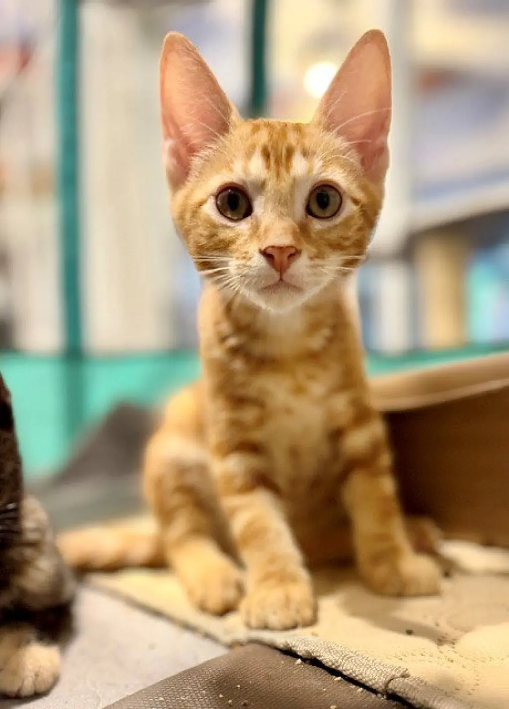 FINN