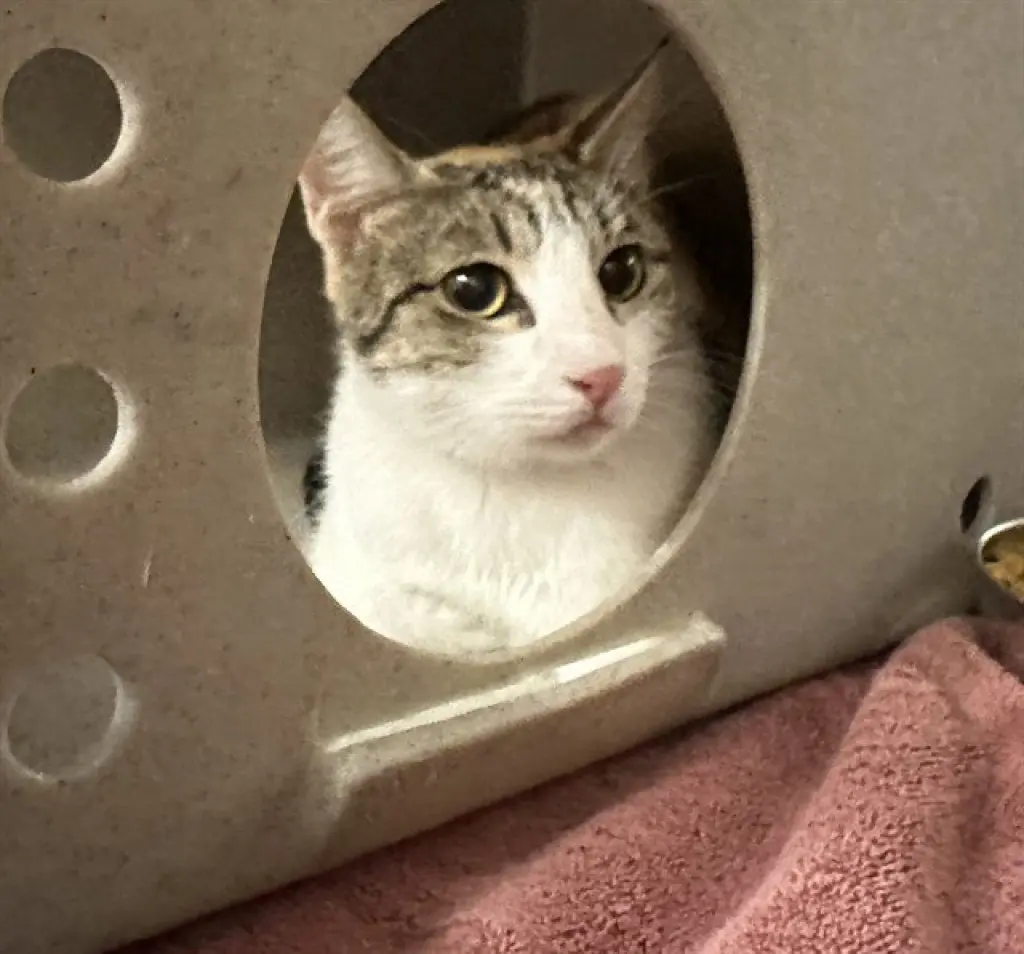 TNR