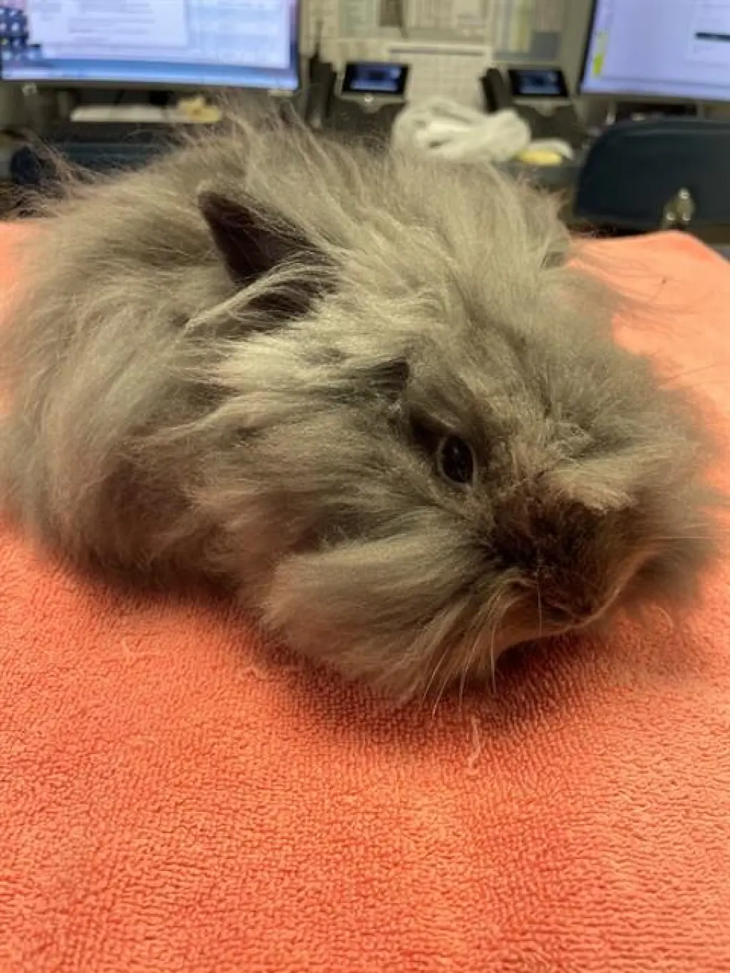 DUST BUNNY