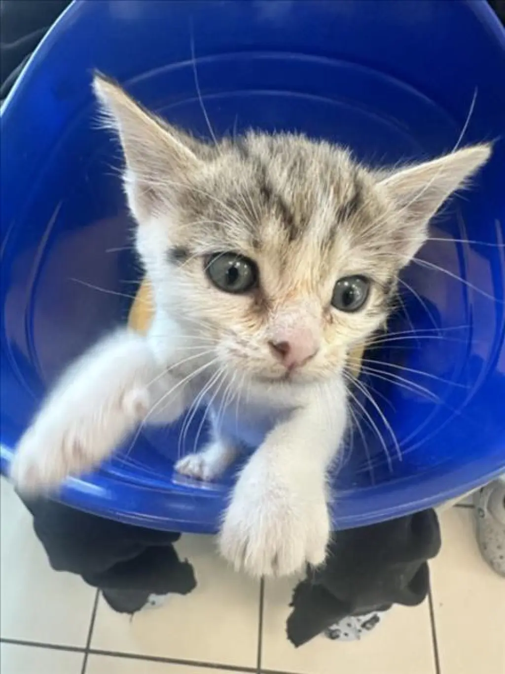 *SMOL