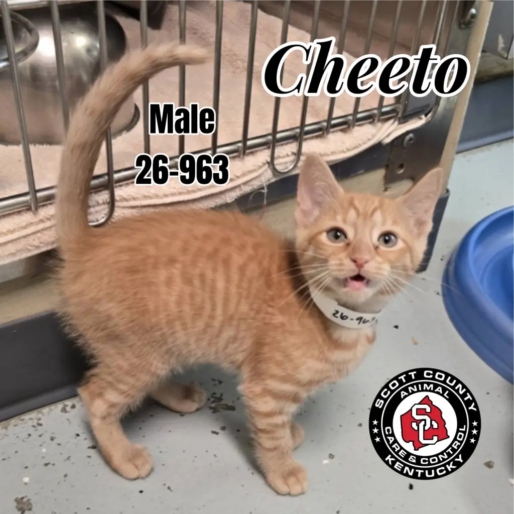 Cheeto