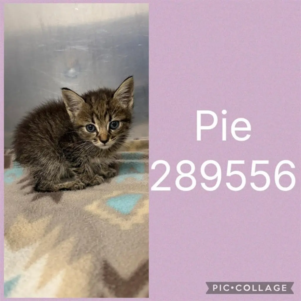 PIE