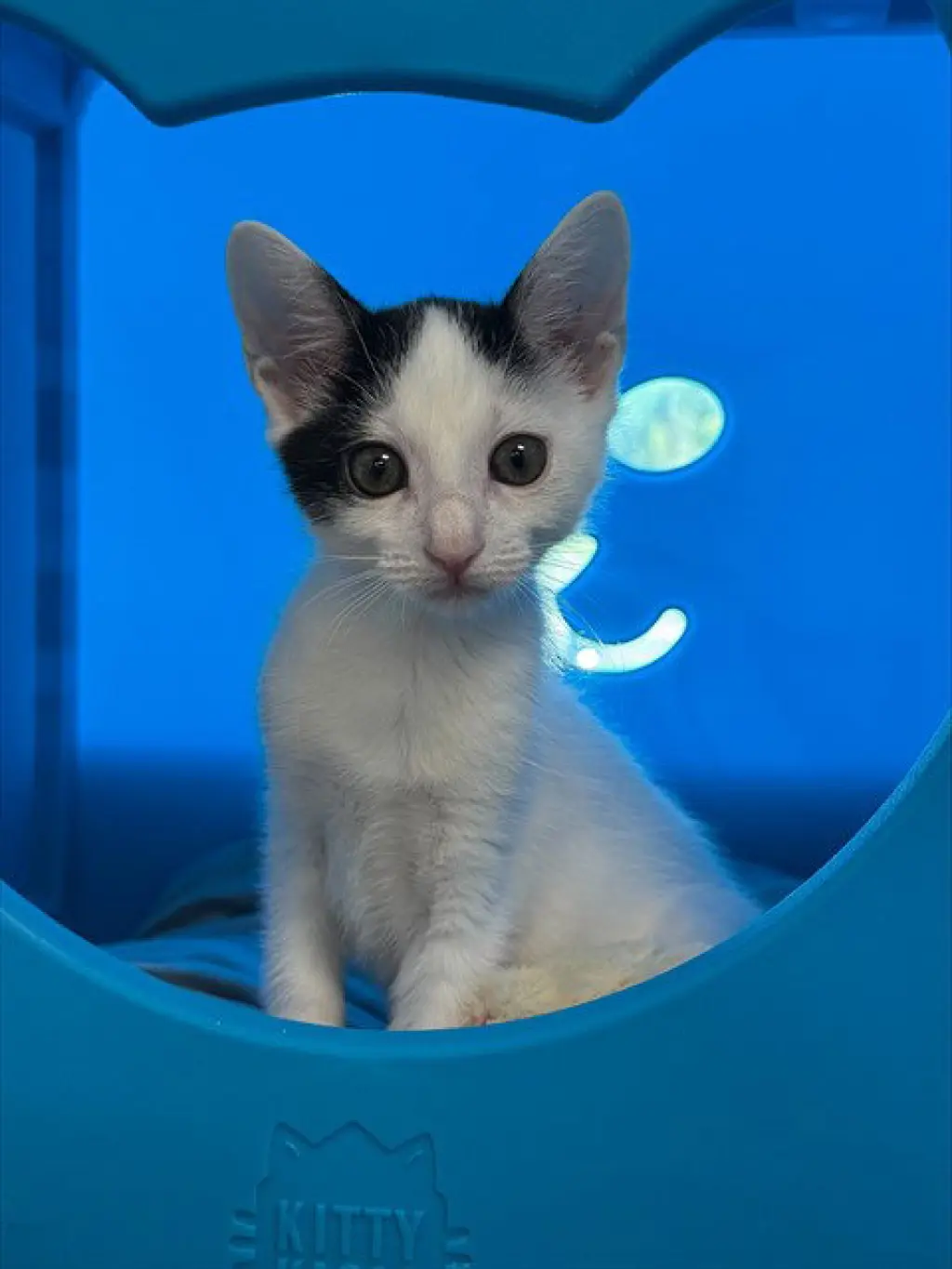 MILO