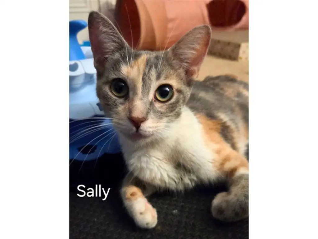 SALLY