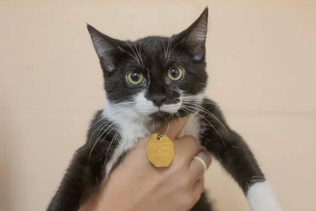 Kona