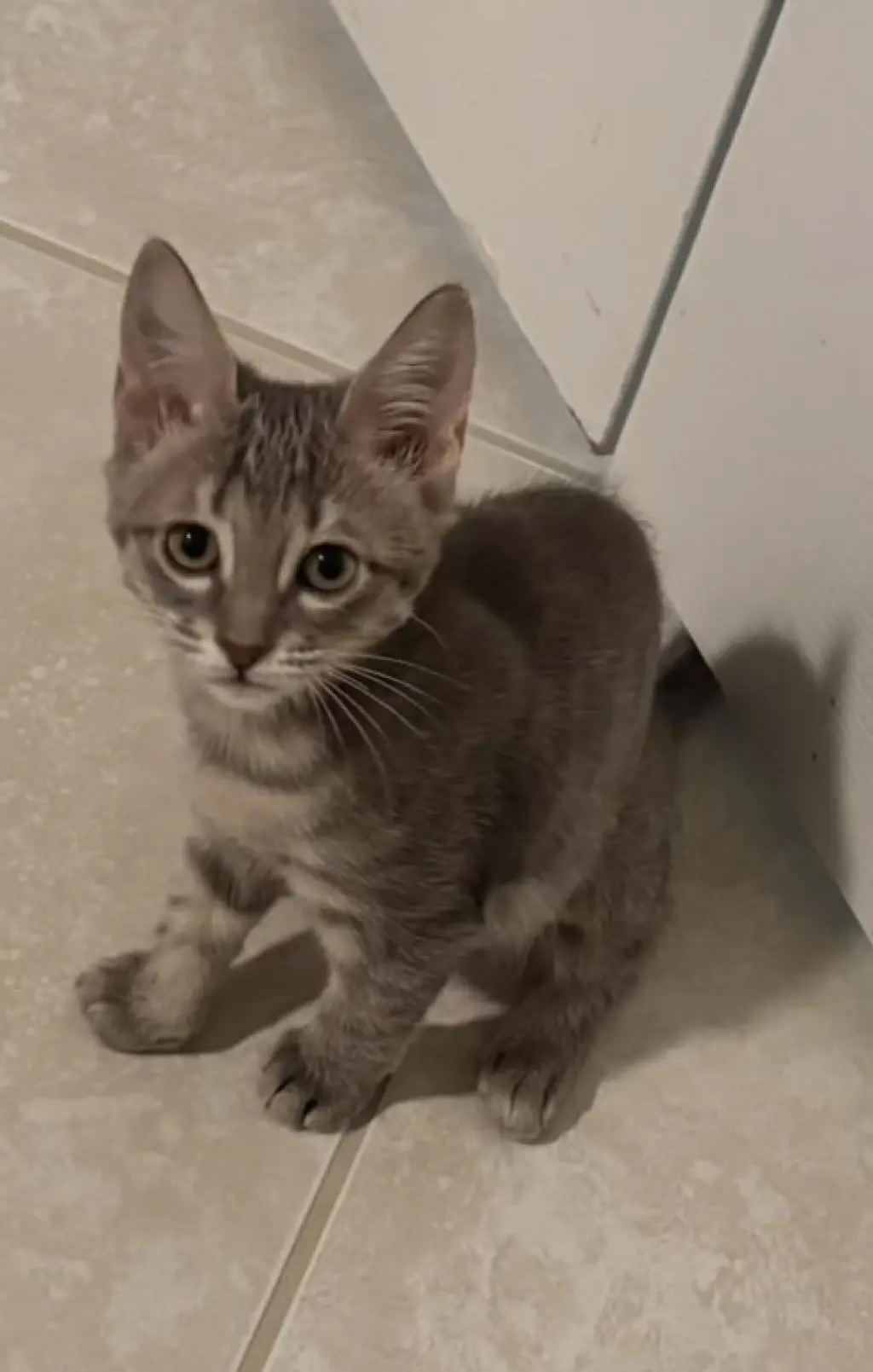Stella