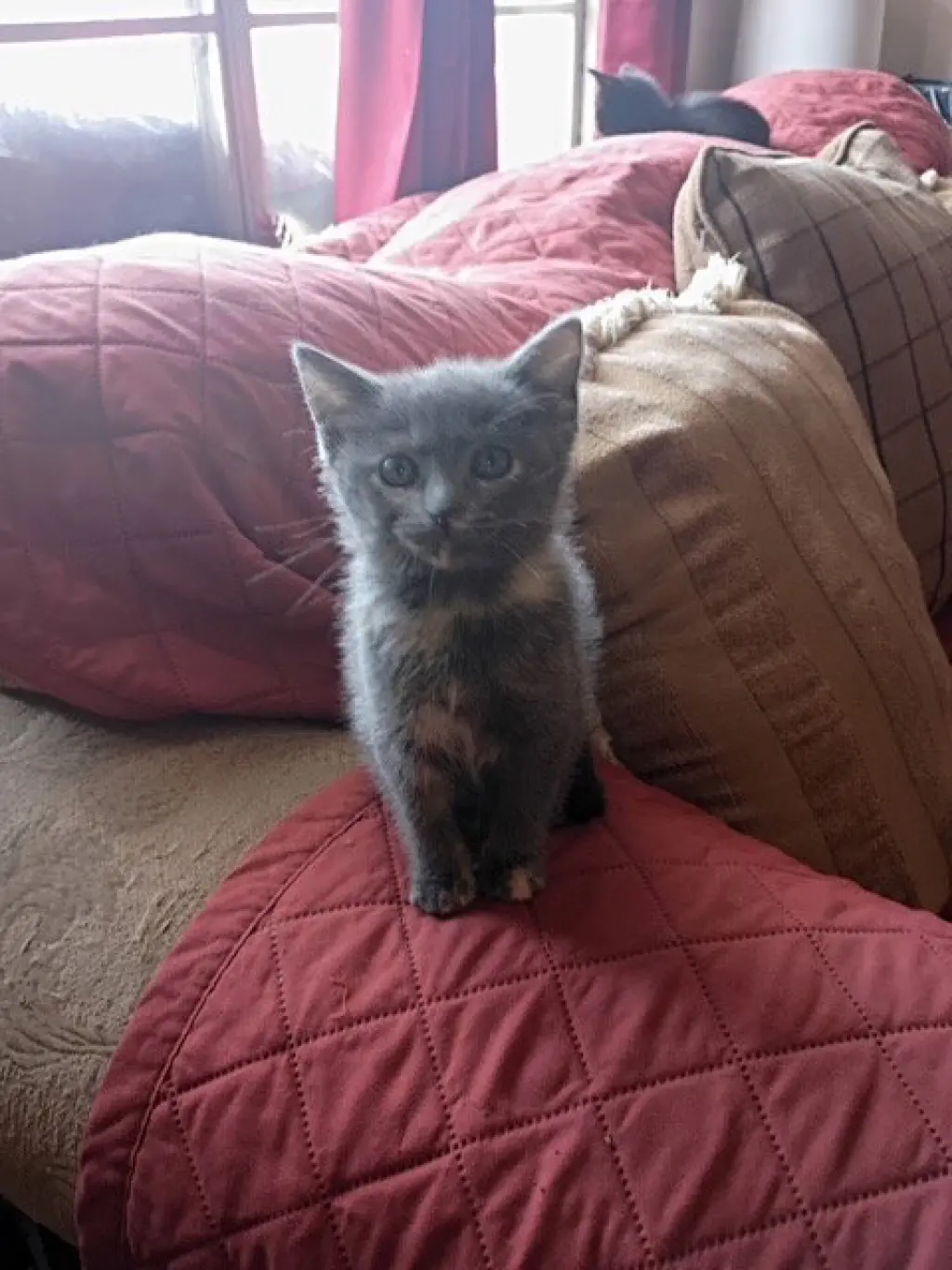 Tabitha