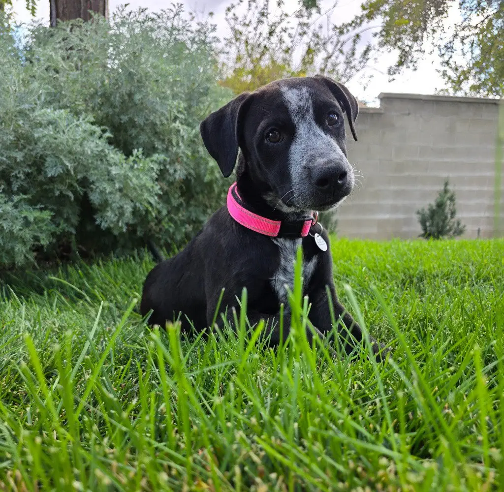 Mazzy