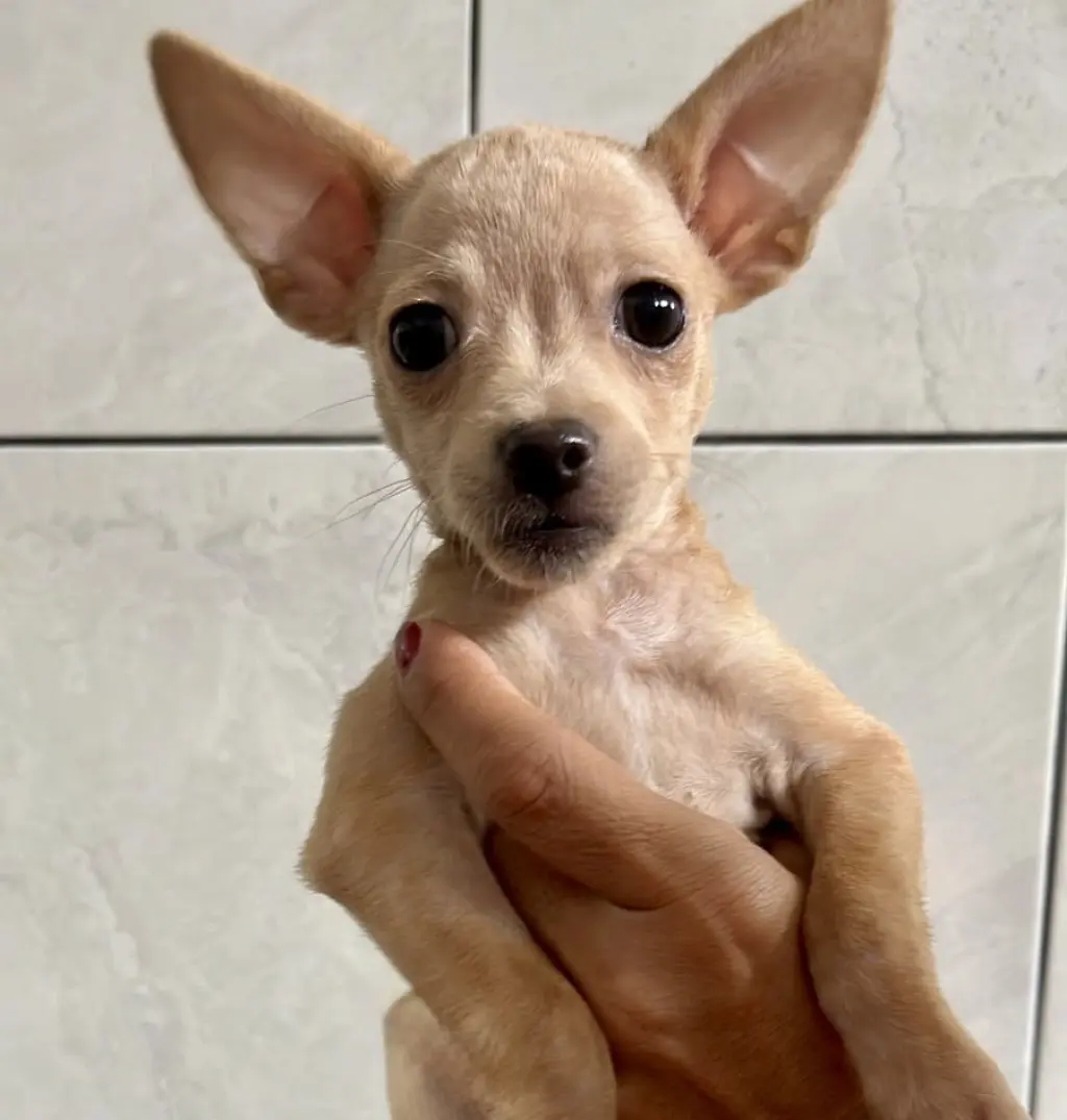 Leila