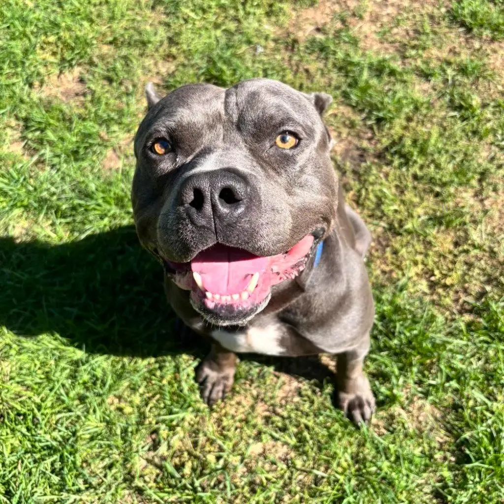 Hippo (JAX)