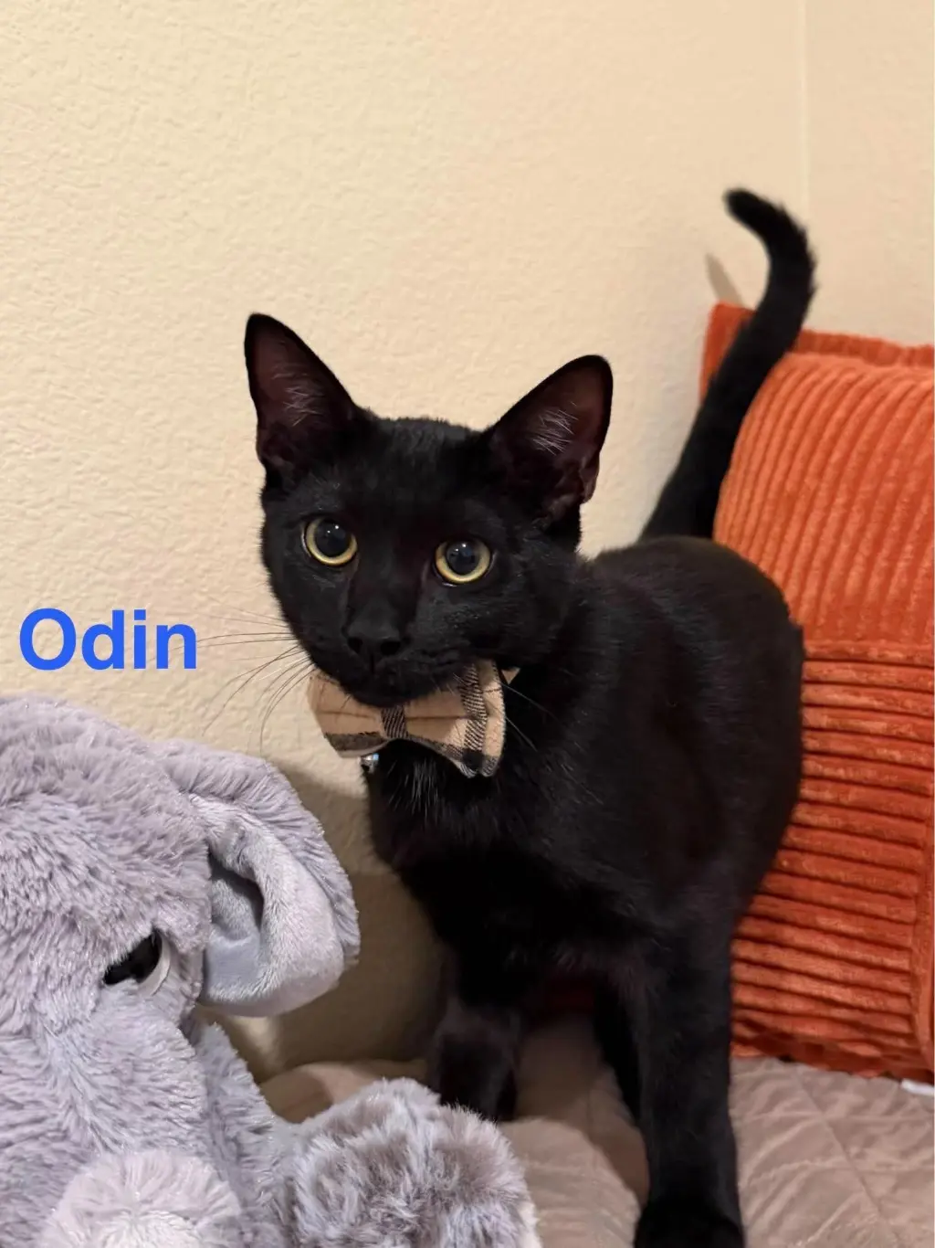Odin