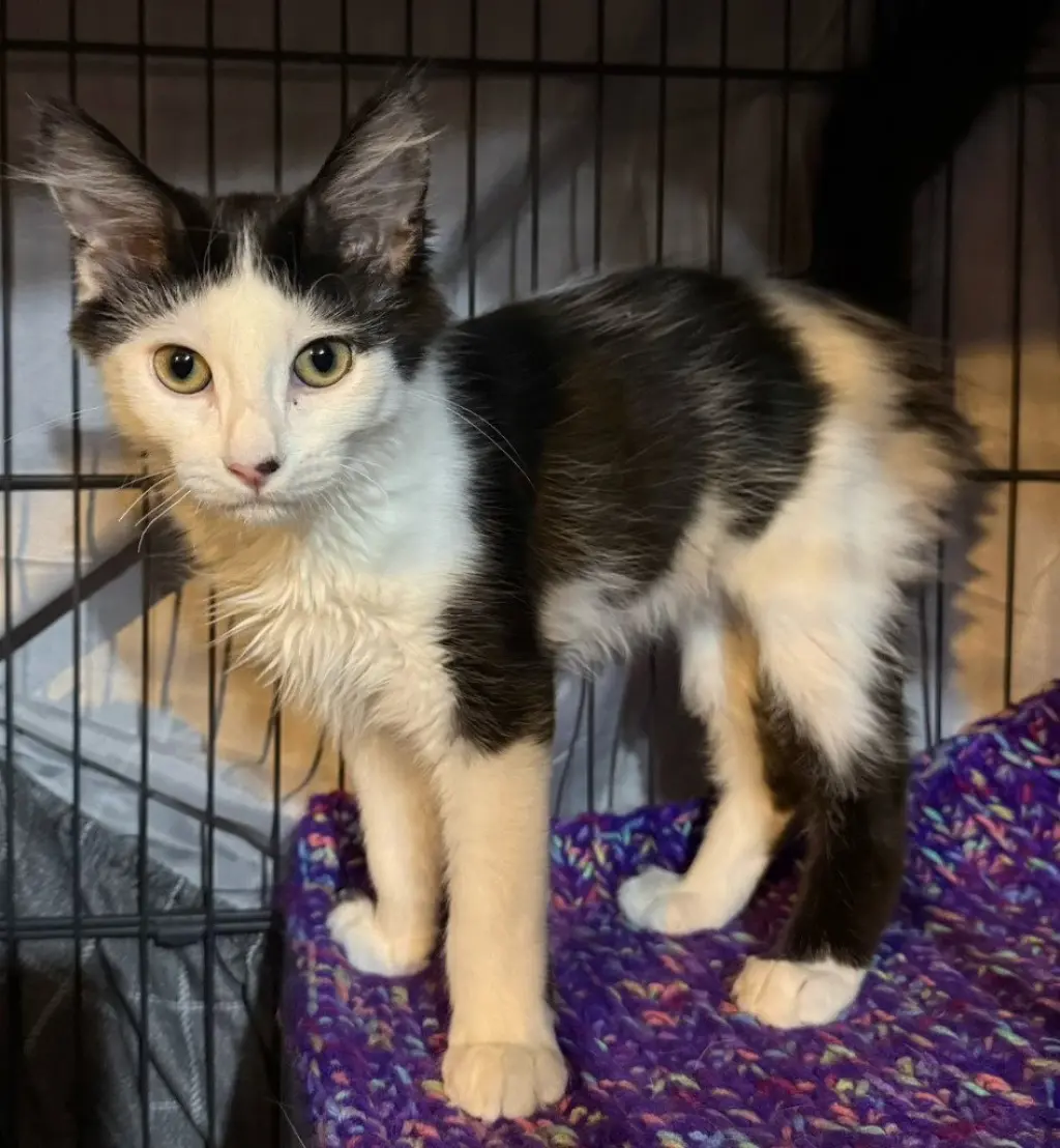 Pawmegranate *IN FOSTER*