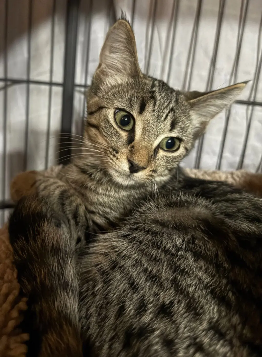 Catelope *IN FOSTER*