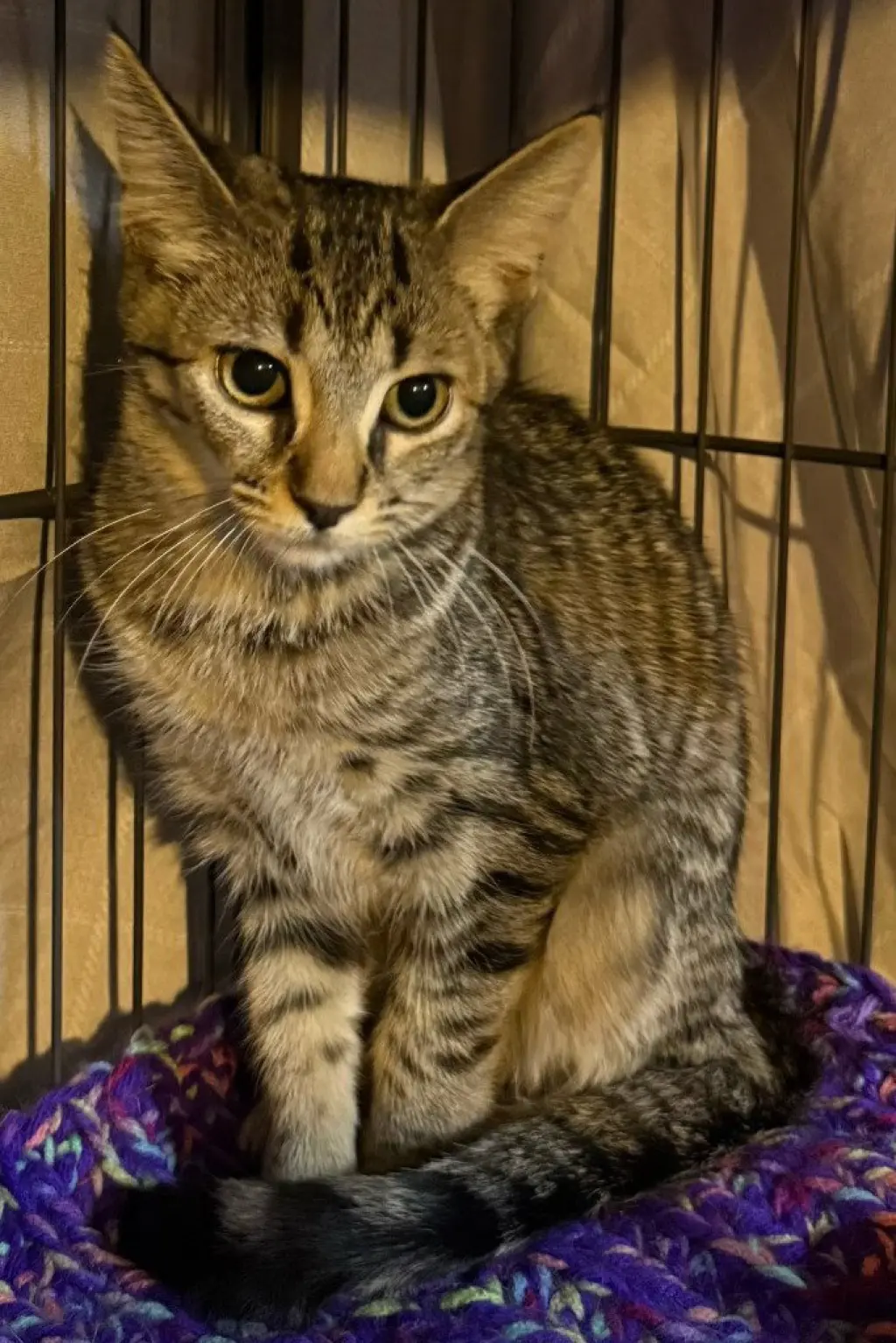 Swatermelon *IN FOSTER*