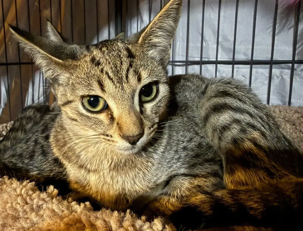 Clawberry *IN FOSTER*