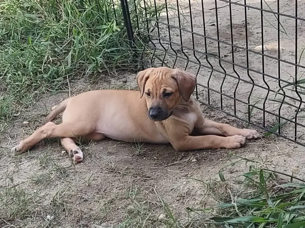 Daisy