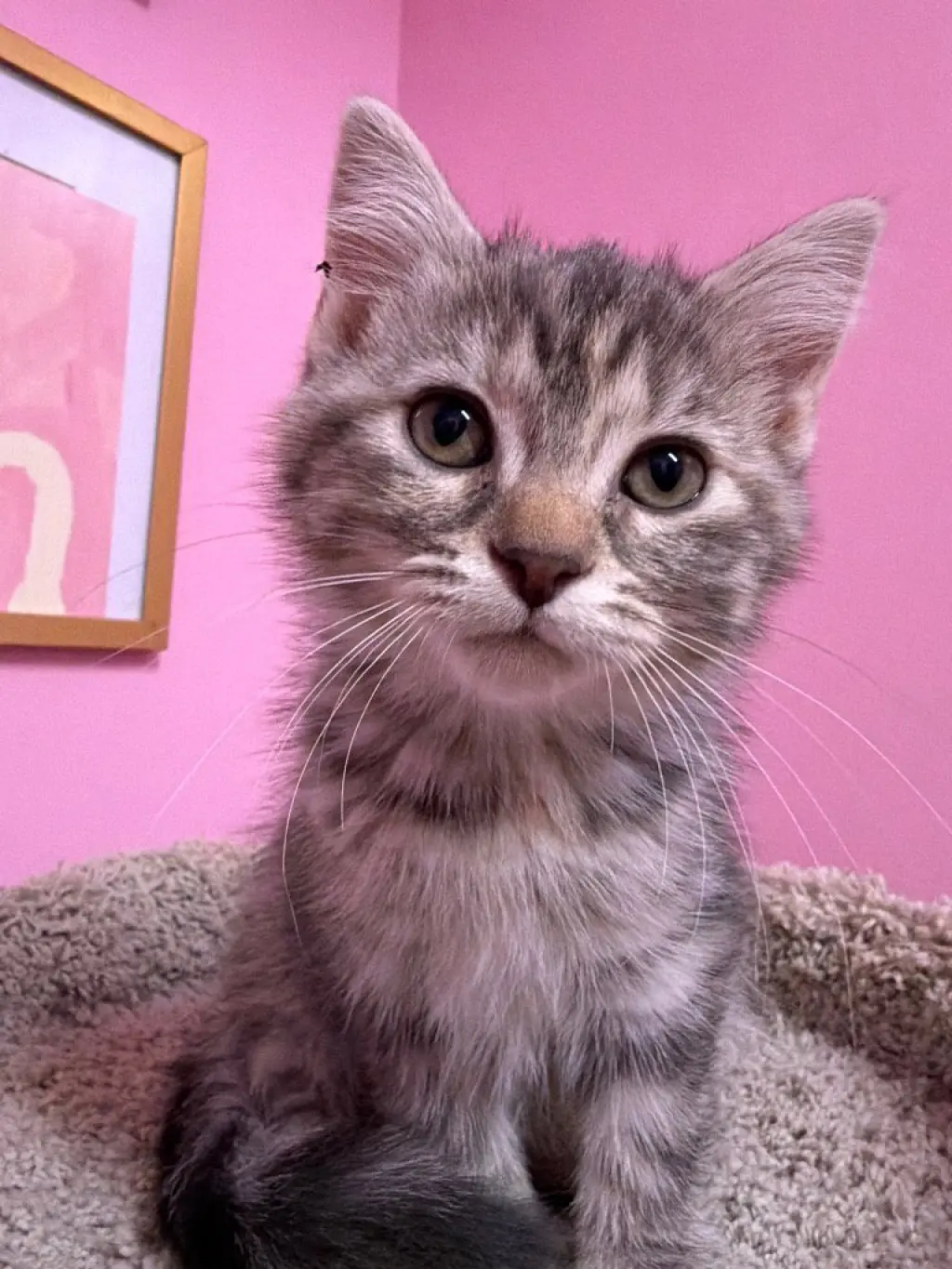 Nutmeg "Meg" * IN FOSTER *