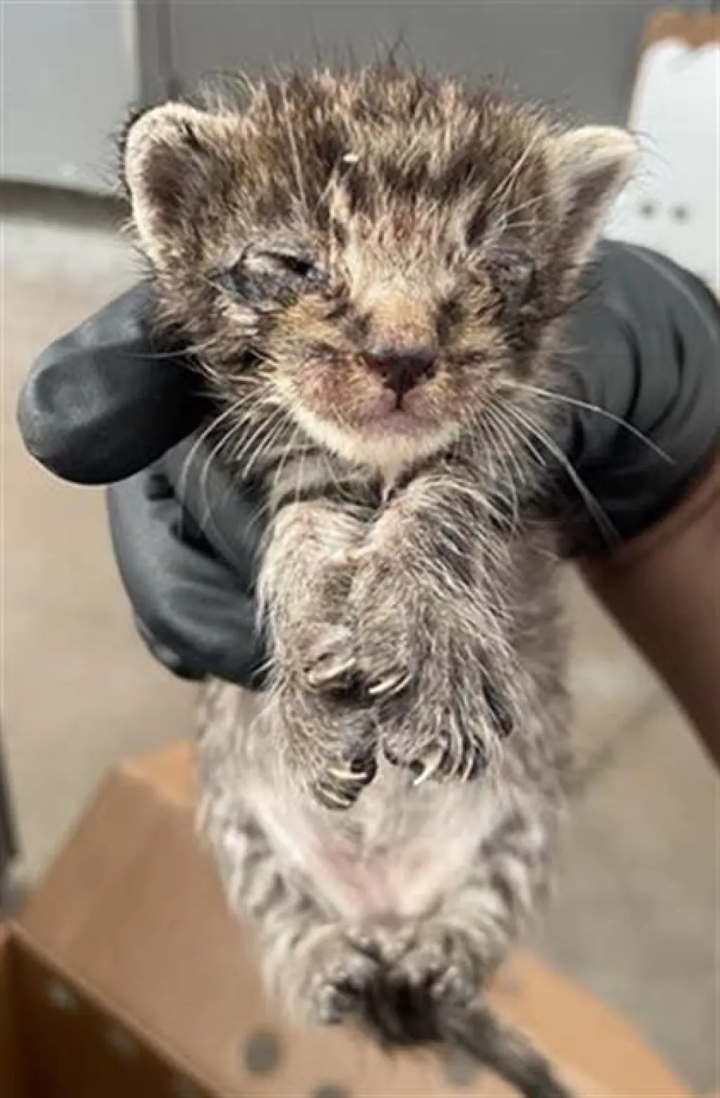 MARS