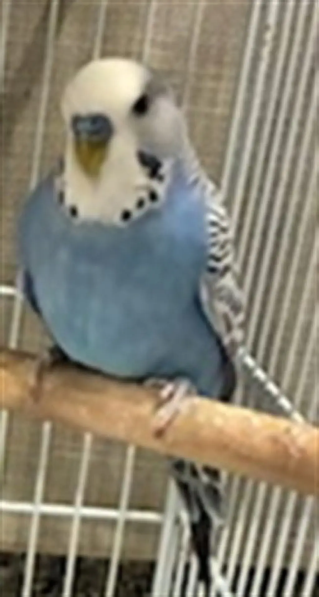*LAPIS