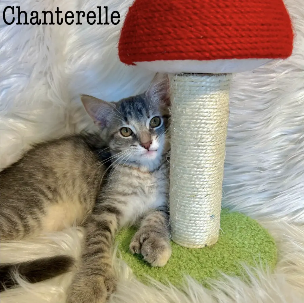 Chanterelle