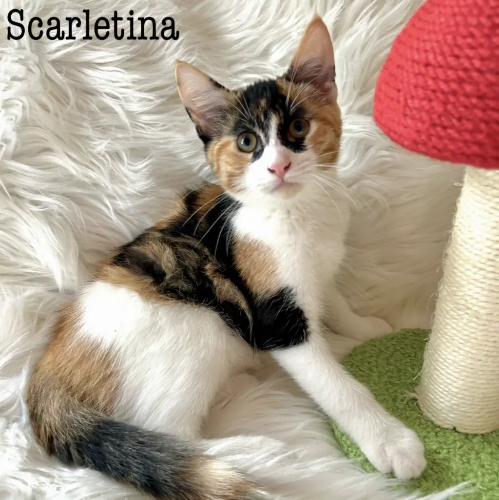 Scarletina