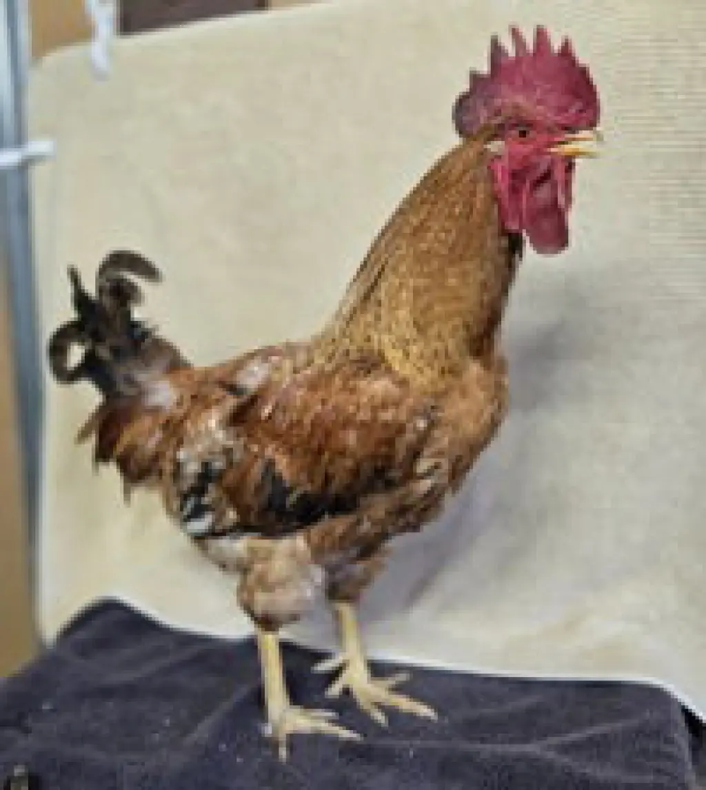 Pedro