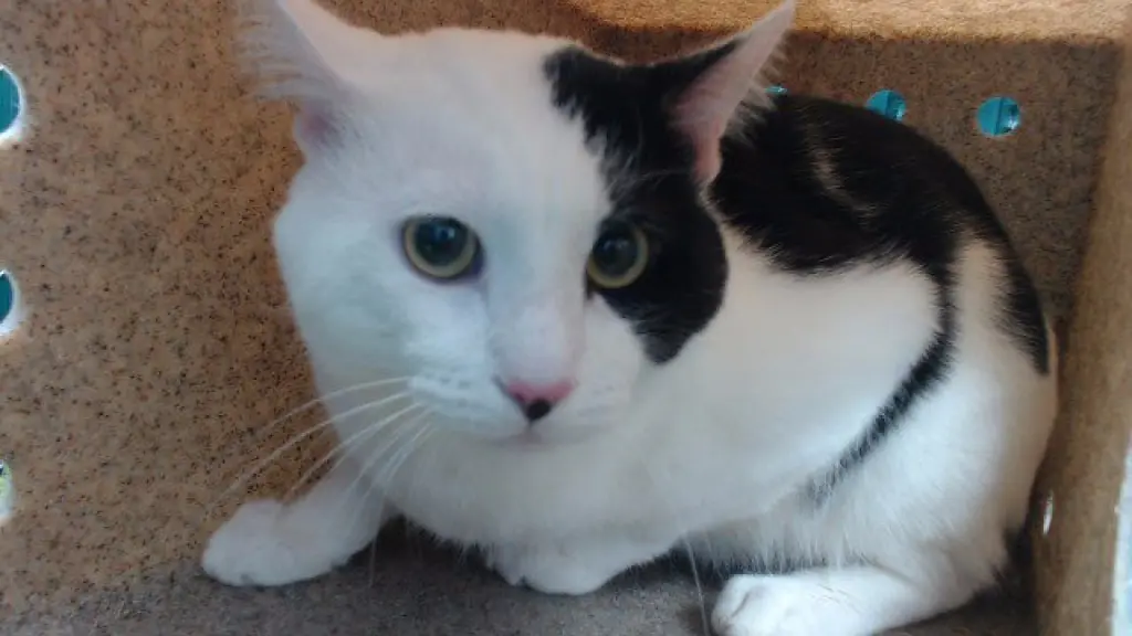 HARVEY