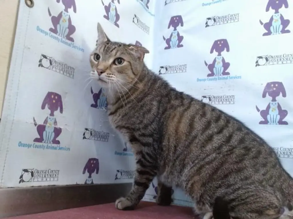 PEPPER
