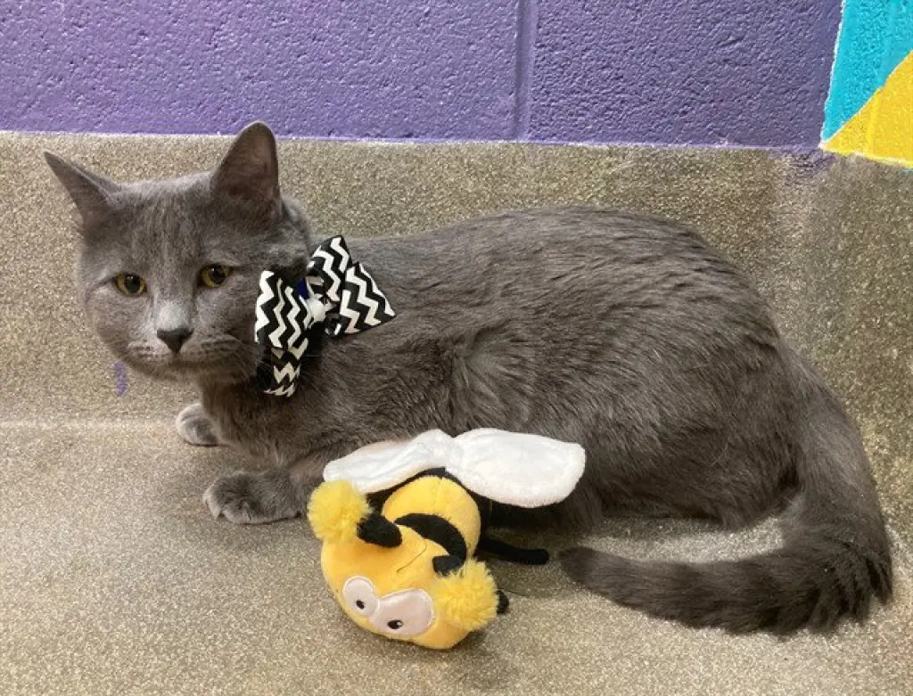 *KYLO