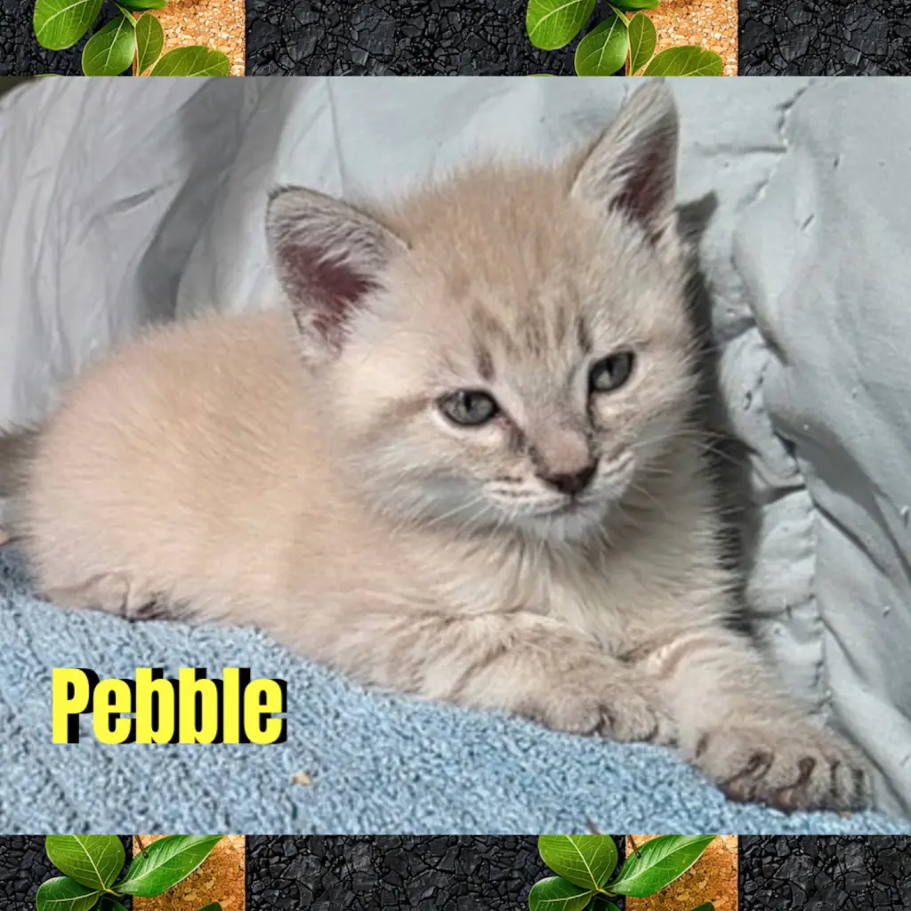 Pebble