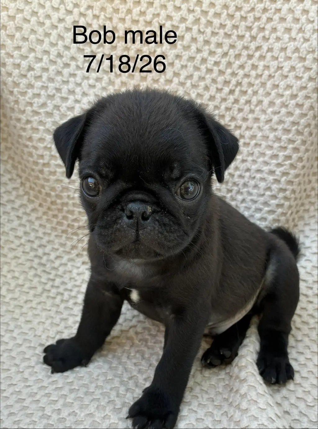 Bob (in foster)