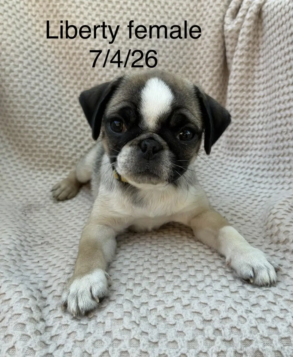 Liberty (in foster)
