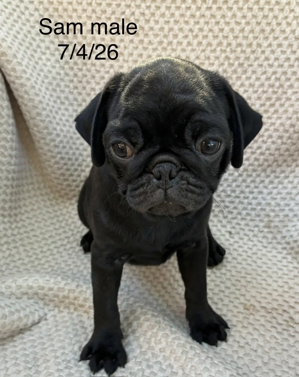 Sam (in foster)