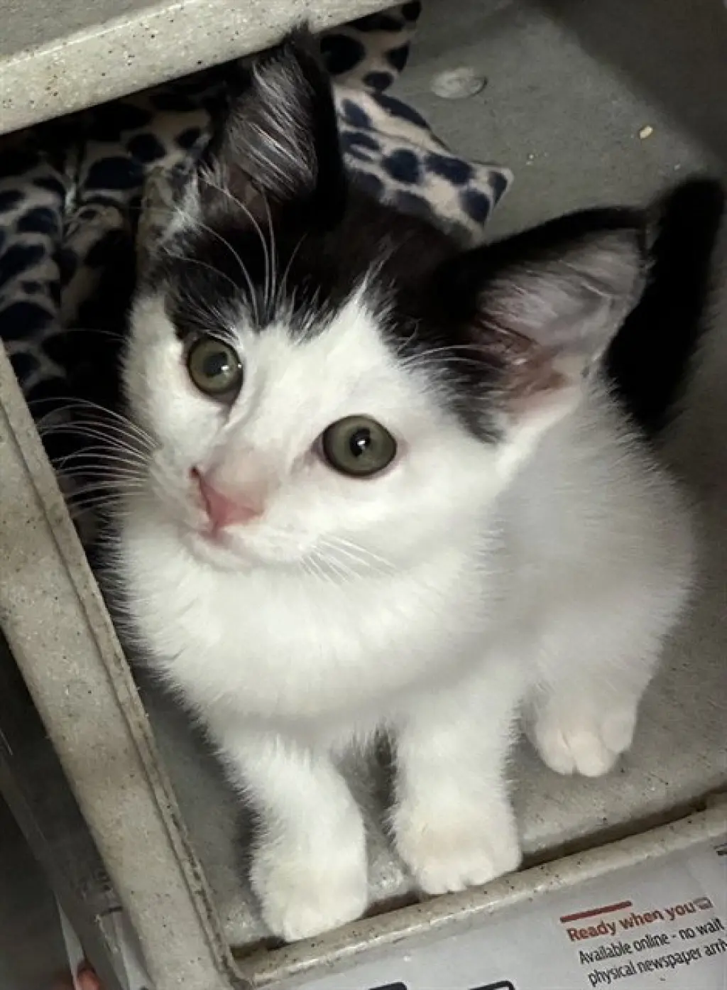 SMUDGE