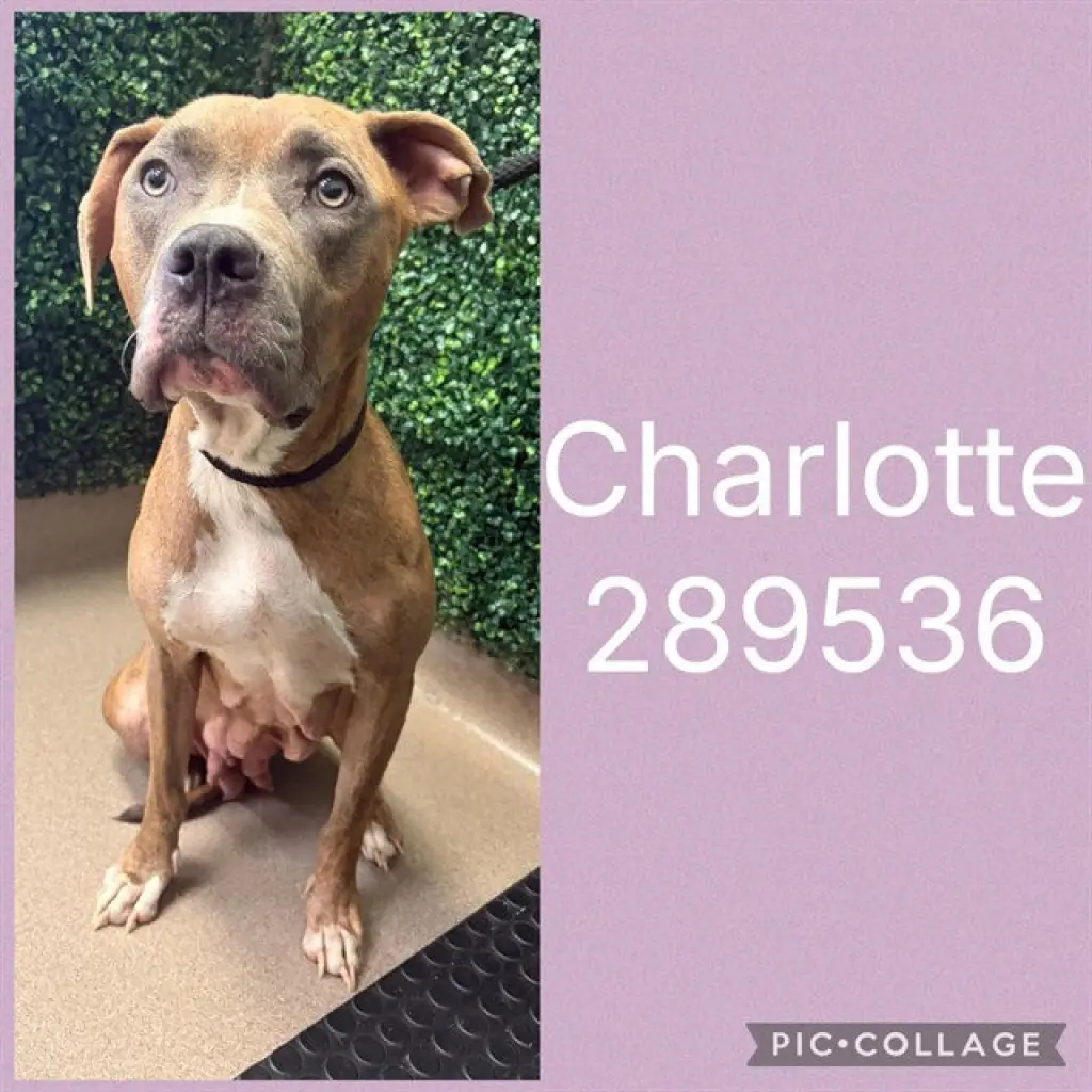CHARLOTTE